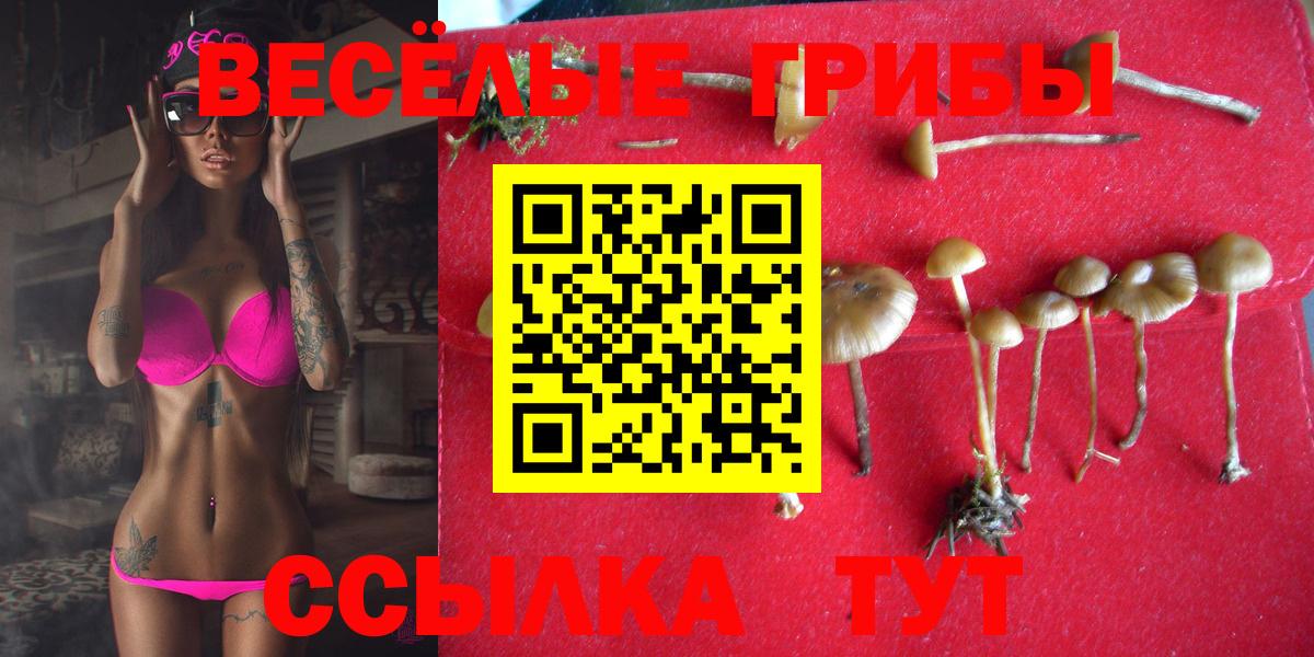 Псилоцибиновые грибы Psilocybe Кузнецк